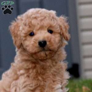 Andy, Mini Goldendoodle Puppy