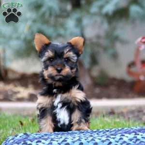 Andy, Yorkie Puppy