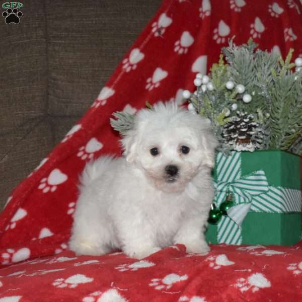 Angel, Bichon Frise Puppy