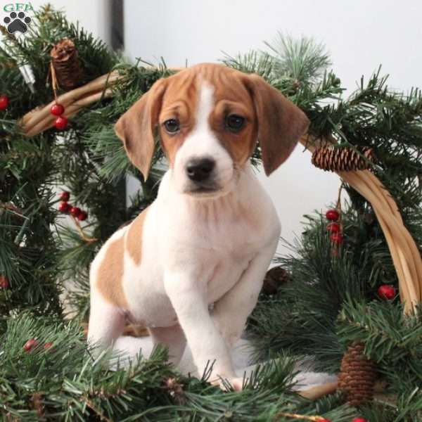 Angel, Jack Russell Mix Puppy