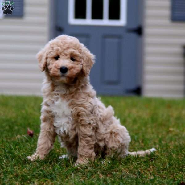 Angel, Mini Goldendoodle Puppy