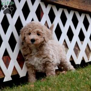 Angel, Mini Goldendoodle Puppy