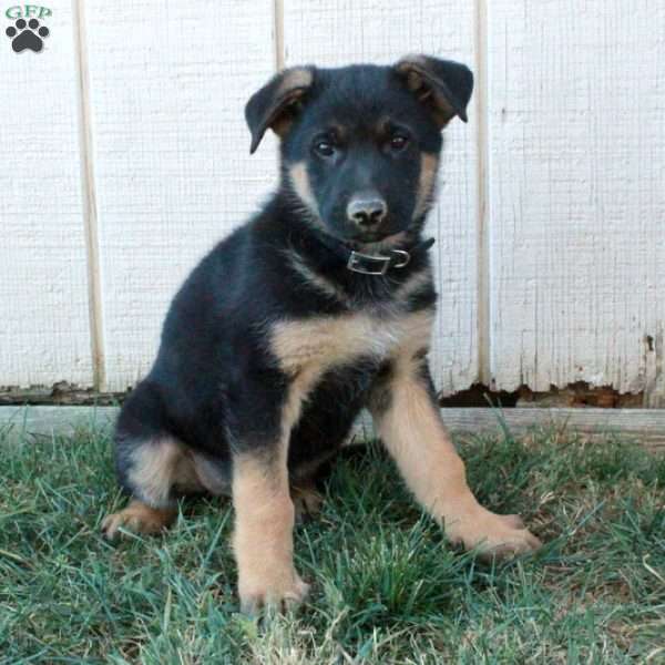 Angus, German Shepherd Puppy