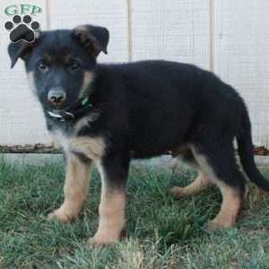 Angus, German Shepherd Puppy