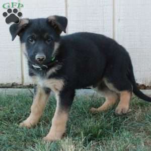 Angus, German Shepherd Puppy