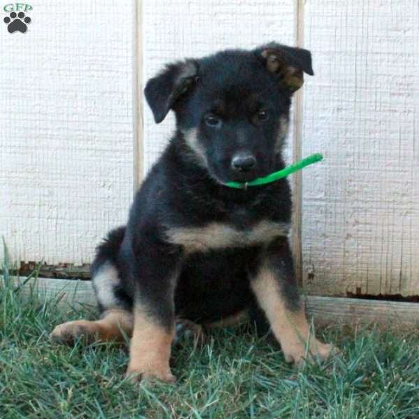 Anika, German Shepherd Puppy