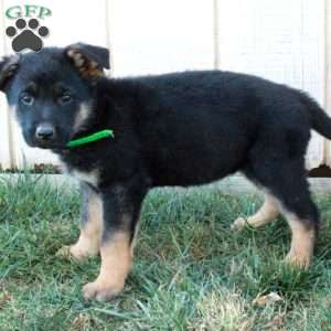 Anika, German Shepherd Puppy