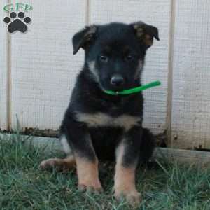 Anika, German Shepherd Puppy