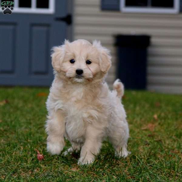 Anika, Mini Goldendoodle Puppy