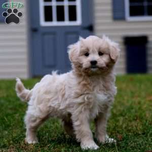 Anika, Mini Goldendoodle Puppy