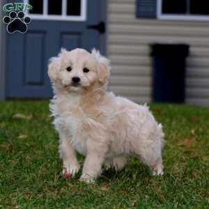 Anika, Mini Goldendoodle Puppy