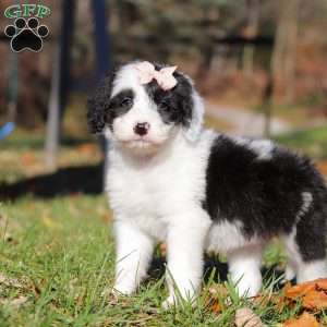 Anita, Sheepadoodle Puppy