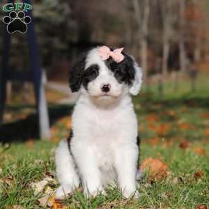 Anita, Sheepadoodle Puppy