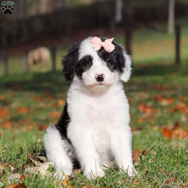 Anita, Sheepadoodle Puppy