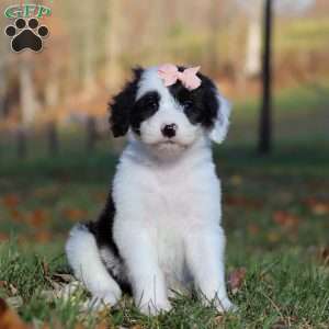 Anita, Sheepadoodle Puppy