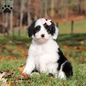 Anita, Sheepadoodle Puppy