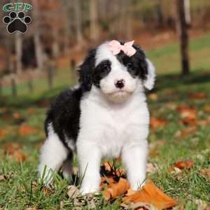 Anita, Sheepadoodle Puppy