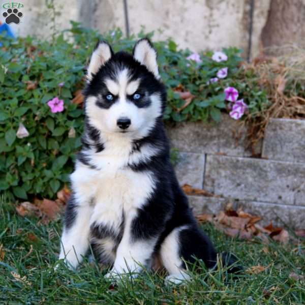 Anita, Siberian Husky Puppy