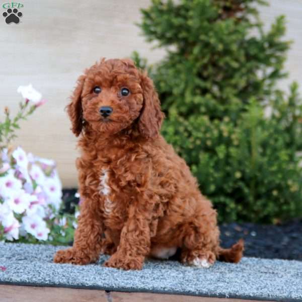 Anita, Miniature Poodle Puppy