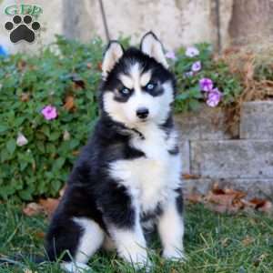 Anita, Siberian Husky Puppy