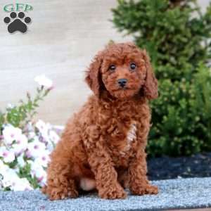 Anita, Miniature Poodle Puppy