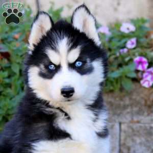 Anita, Siberian Husky Puppy