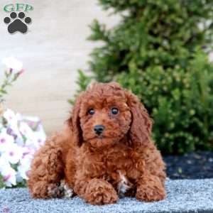 Anita, Miniature Poodle Puppy