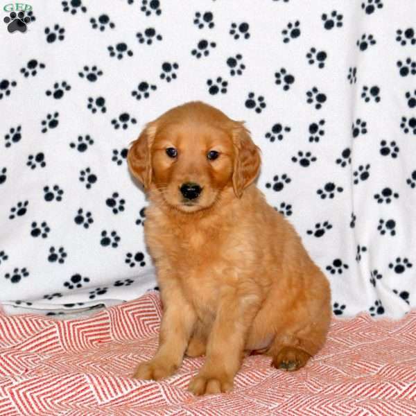 Anna, Golden Retriever Puppy