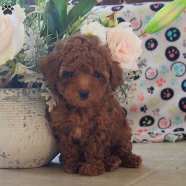 Anna, Toy Poodle Puppy