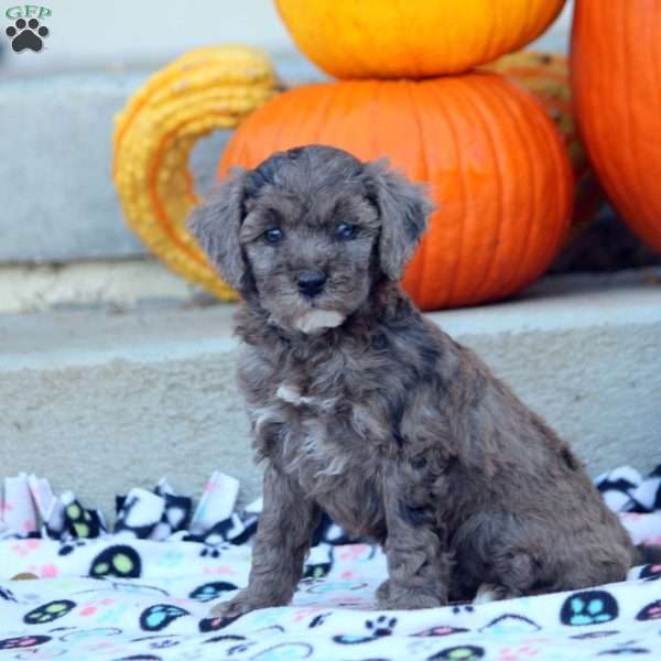 Anna, Mini Labradoodle Puppy