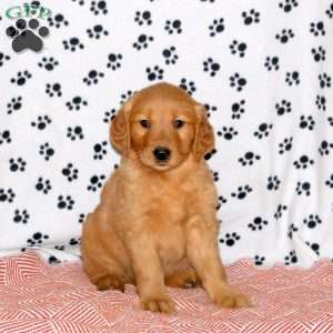 Anna, Golden Retriever Puppy