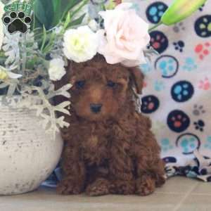 Anna, Toy Poodle Puppy