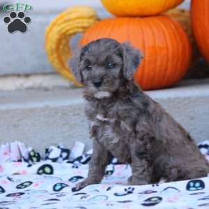 Anna, Mini Labradoodle Puppy