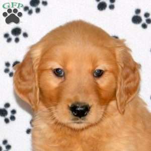 Anna, Golden Retriever Puppy