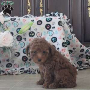 Anna, Toy Poodle Puppy