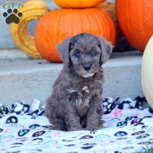 Anna, Mini Labradoodle Puppy