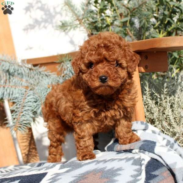 Anna, Toy Poodle Puppy