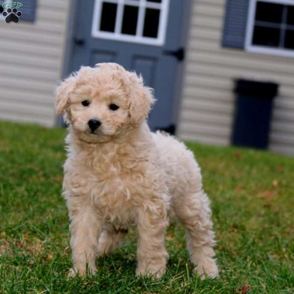 Anna, Mini Goldendoodle Puppy