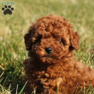 Anna, Toy Poodle Puppy