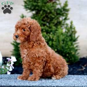 Anna, Miniature Poodle Puppy