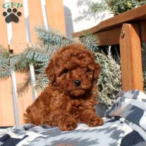 Anna, Toy Poodle Puppy