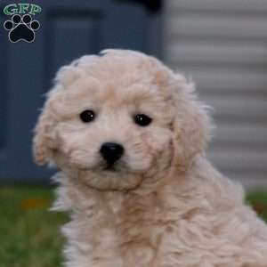 Anna, Mini Goldendoodle Puppy