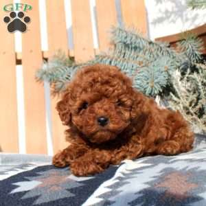 Anna, Toy Poodle Puppy