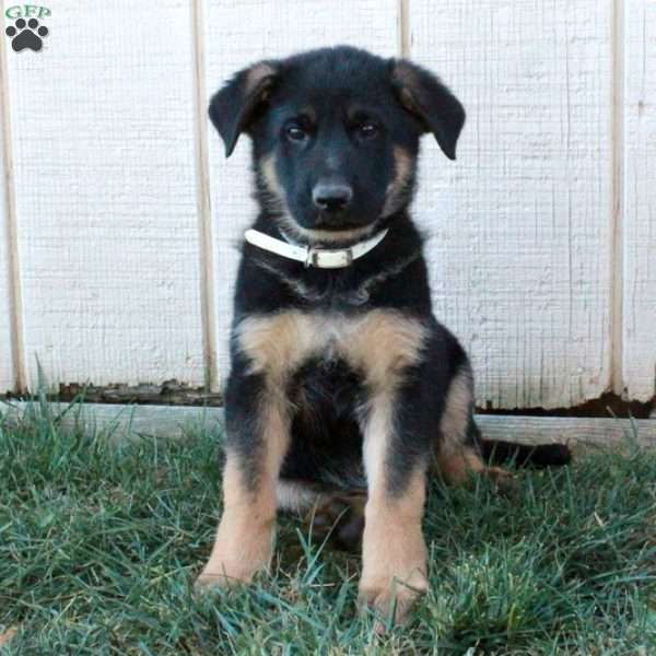 Ansel, German Shepherd Puppy