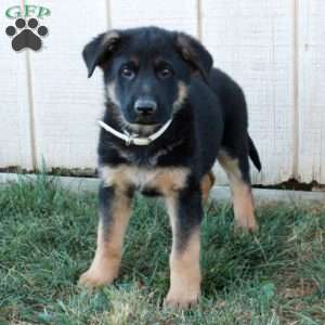 Ansel, German Shepherd Puppy