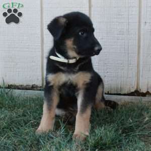 Ansel, German Shepherd Puppy