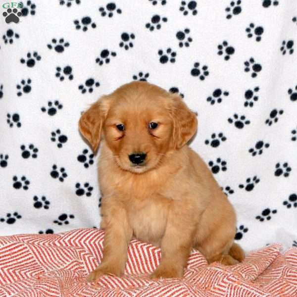 Anthony, Golden Retriever Puppy