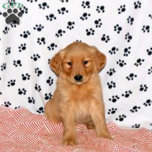 Anthony, Golden Retriever Puppy