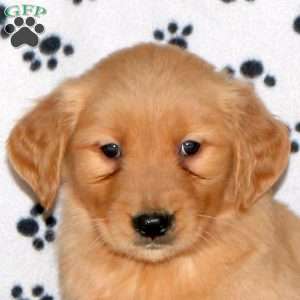 Anthony, Golden Retriever Puppy