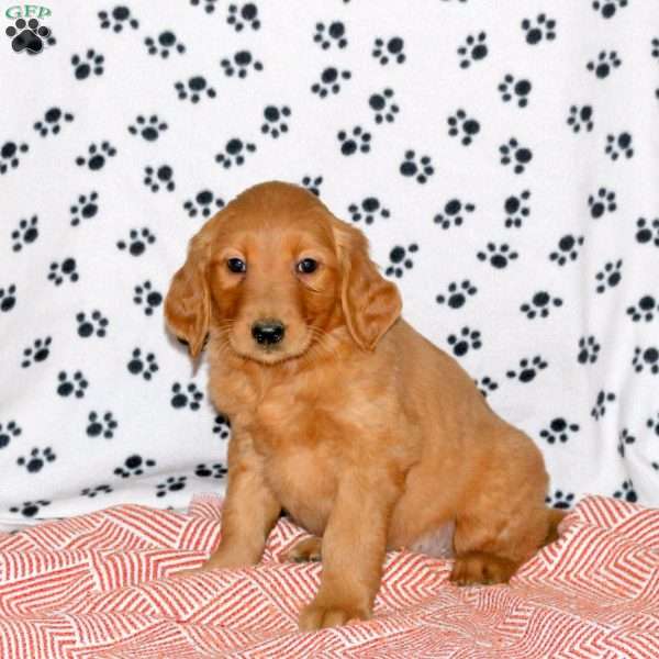 Apple, Golden Retriever Puppy